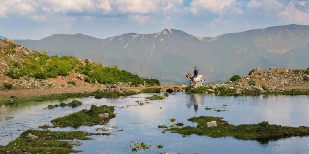 Onlar doğal yaşıyor, doğaseverler akın ediyor! Berçelan Yaylası bu yazın gözdesi 4